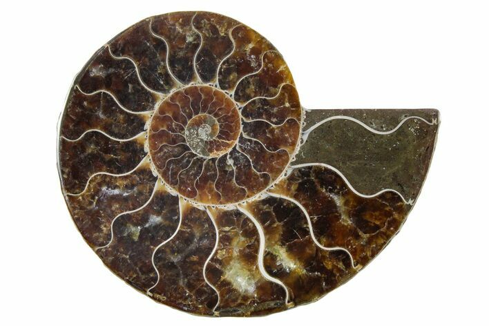 Cut & Polished Ammonite Fossil (Half) - Madagascar #354180